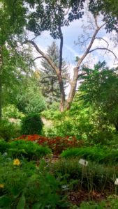Abtragung einer stark geschädigten Gurkenmagnolie im Botanischen Garten Halle