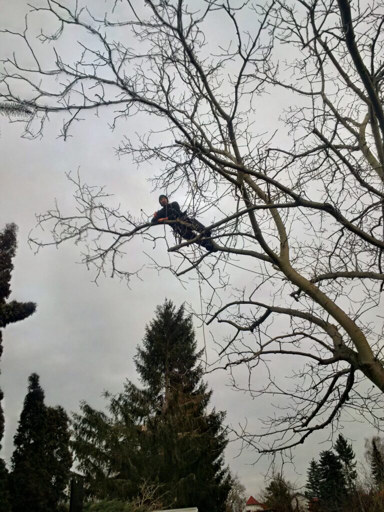 Baumpflege Damm